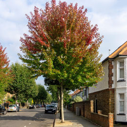 Erable de Freeman 'Autumn blaze'